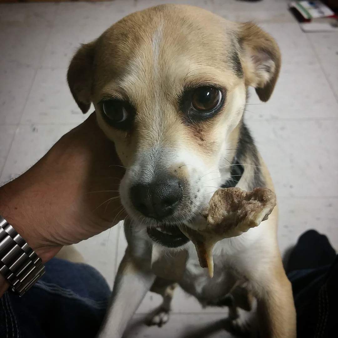 WiFi the dog chewing a bone.